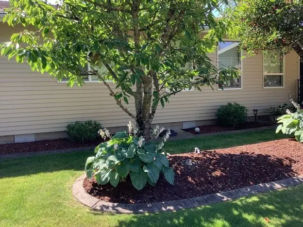 A tree surrounded by hosta plants in a garden bed with mulch.